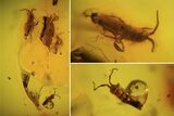 Four Fossil Springtails (Collembola) In Baltic Amber #90856-1